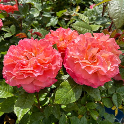 Duftende Edelrose 'Augusta Luise®', rose - aprikot, Topf 5 Liter Duftende Edelrose 'Augusta Luise®', rose - aprikot, Topf 5 Liter