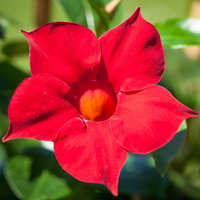 Pflanzenkreation 'Sonnenkünstler', 12 Pflanzen inkl. Erde und Dünger