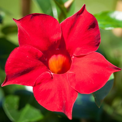 Pflanzenkreation 'Sonnenkünstler', 12 Pflanzen inkl. Erde und Dünger