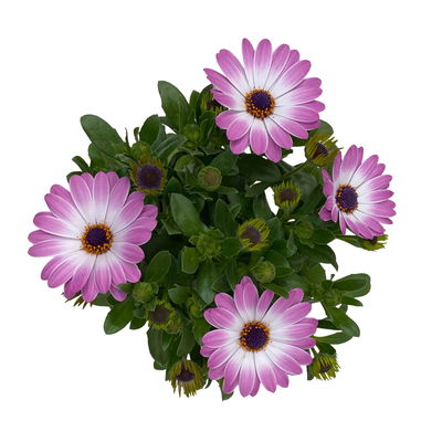 Kapkörbchen rosa, Topf-Ø 12 cm, 6er-Set