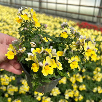 Nemesie, gelb, Topf-Ø 12 cm, 6 Pflanzen Nemesie, gelb, Topf-Ø 12 cm, 6 Pflanzen