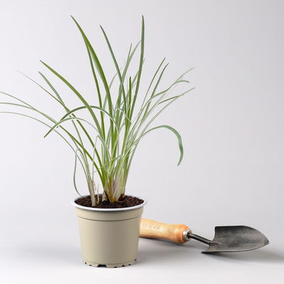 Bio Kräuter-Set 'Pizza & Pasta', 5 Pflanzen, Topf-Ø 12cm Bio Kräuter-Set 'Pizza & Pasta', 5 Pflanzen, Topf-Ø 12cm