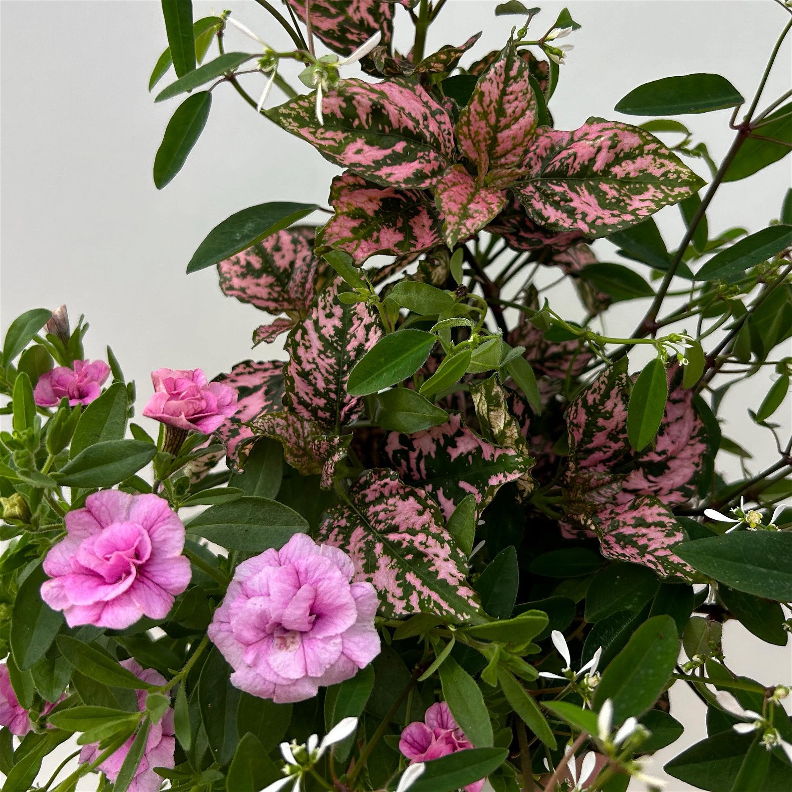 Balkonpflanzen-Trio rosa-weiß, Topf-Ø 12/13 cm, 3er-Set