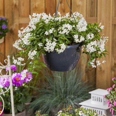 Sommerjasmin weiß, Topf-Ø 12/13 cm, 6er-Set