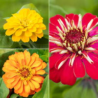 Zinnie, Farbe nach Verfügbarkeit, Topf-Ø 12 cm, 6 Pflanzen