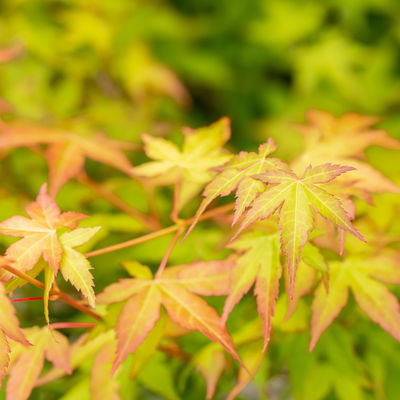 Japanischer Fächerahorn 'Bi hoo', Höhe 80-100 cm, Topf 10 Liter
