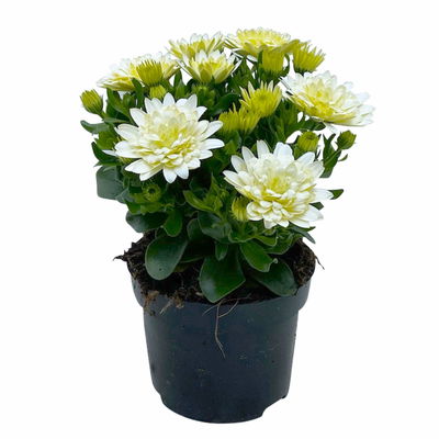 Kapkörbchen weiß gefüllt, Topf-Ø 12 cm, 6er-Set