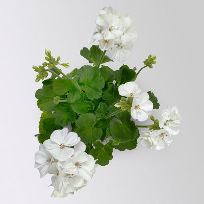 Geranie weiß, stehend, Topf-Ø 13 cm, 6 Stück Geranie weiß, stehend, Topf-Ø 13 cm, 6 Stück