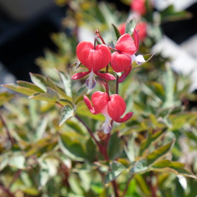 Bio Tränendes Herz 'Valentine' rot, Topf 11x11 cm, 3 Pflanzen