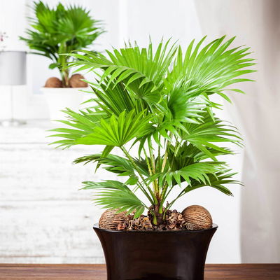 Livistona rotundifolia, Topf-Ø 21 cm, Höhe ca. 60 cm Livistona rotundifolia, Topf-Ø 21 cm, Höhe ca. 60 cm