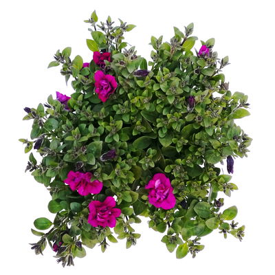 Petunie lila, gefüllt, hängend, Topf-Ø 13 cm, 6 Pflanzen Petunie lila, gefüllt, hängend, Topf-Ø 13 cm, 6 Pflanzen