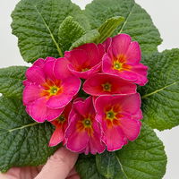 Primel 'Sunrise', pink, Topf-Ø 11 cm, 8 Pflanzen Primel 'Sunrise', pink, Topf-Ø 11 cm, 8 Pflanzen