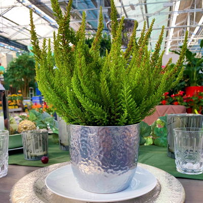 Besenheide SKYLINE®, gelb, Topf-Ø 13 cm, 3 Pflanzen