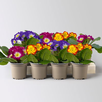 Primel 'Starflame', Farben zufällig, geflammt, Topf-Ø 11 cm, 8 Pflanzen