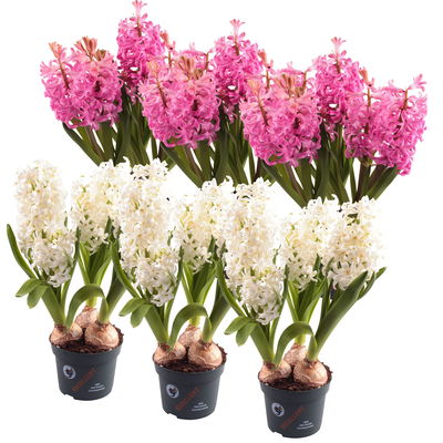 Hyazinthe weiß & rosa, vorgetrieben, Topf-Ø 12 cm, 6 Pflanzen