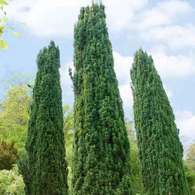 2er Set Grüne-Säuleneibe, Taxus baccata  2er Set Grüne-Säuleneibe, Taxus baccata