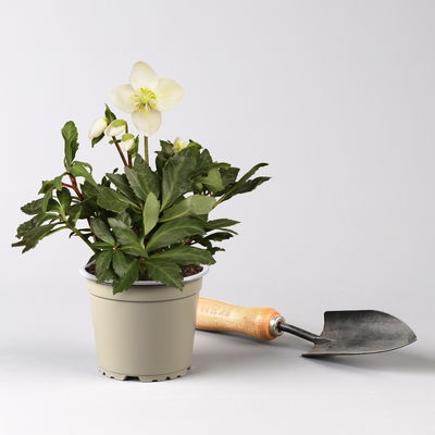 Pflanzenkreation Winterweiß, 8 Pflanzen + Lichterkette + Erde Pflanzenkreation Winterweiß, 8 Pflanzen + Lichterkette + Erde