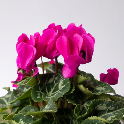 Alpenveilchen lila, Topf-Ø 10,5 cm, Höhe ca. 23 cm, 8 Pflanzen Alpenveilchen lila, Topf-Ø 10,5 cm, Höhe ca. 23 cm, 8 Pflanzen