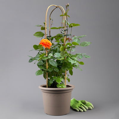 Beetrose 'Westzeit®', orange-aprikot bis rosa, Doppelbogen, Topf 10 Liter Beetrose 'Westzeit®', orange-aprikot bis rosa, Doppelbogen, Topf 10 Liter