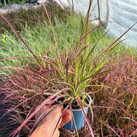 Lampenputzergras 'Fireworks', bunt, Topf-Ø 12 cm, 3 Pflanzen