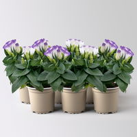 Lisianthus, weiß, Topf-Ø 10,5 cm, 6 Pflanzen