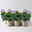 Lisianthus, weiß, Topf-Ø 10,5 cm, 6 Pflanzen Lisianthus, weiß, Topf-Ø 10,5 cm, 6 Pflanzen