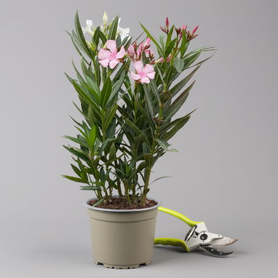 Oleander 'Trio', bunt, Topf-Ø 15 cm, Höhe ca. 40 cm 2 Pflanzen Oleander 'Trio', bunt, Topf-Ø 15 cm, Höhe ca. 40 cm 2 Pflanzen
