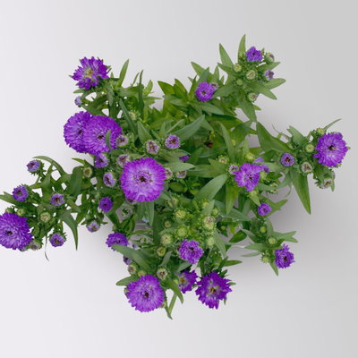 Pflanzenkreation Sommerspaziergang, 6 Pflanzen inkl. Erde und Dünger Pflanzenkreation Sommerspaziergang, 6 Pflanzen inkl. Erde und Dünger