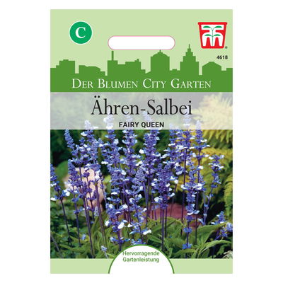 Ährensalbei (Salvia farinacea) Fairy Queen / lange Blütenzeit, einjährig Ährensalbei (Salvia farinacea) Fairy Queen / lange Blütenzeit, einjährig