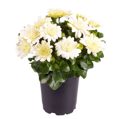 Kapkörbchen weiß gefüllt, Topf-Ø 12 cm, 6er-Set