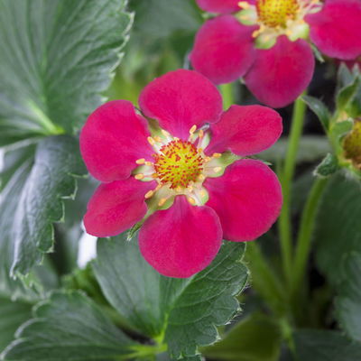 Erdbeere 'Fragoo® Toscana', frühreif & öftertragend, Ampeltopf-Ø 27 cm