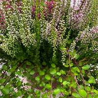 Heidepflanzen Mix, Farbe variiert, Topf-/Schalen-Ø 23cm