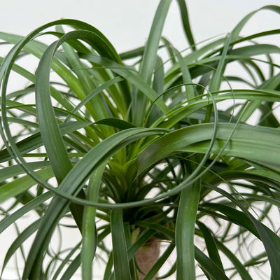 Elefantenfuß 'Mayapalme', Topf-Ø 19 cm, Höhe ca. 50 cm Elefantenfuß 'Mayapalme', Topf-Ø 19 cm, Höhe ca. 50 cm