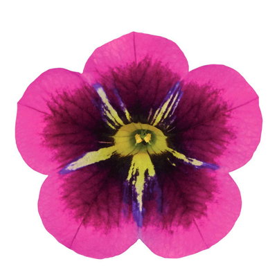 Zauberglöckchen 'Goodnight Kiss' pink-gelb, Topf-Ø 13 cm, 6 Pflanzen