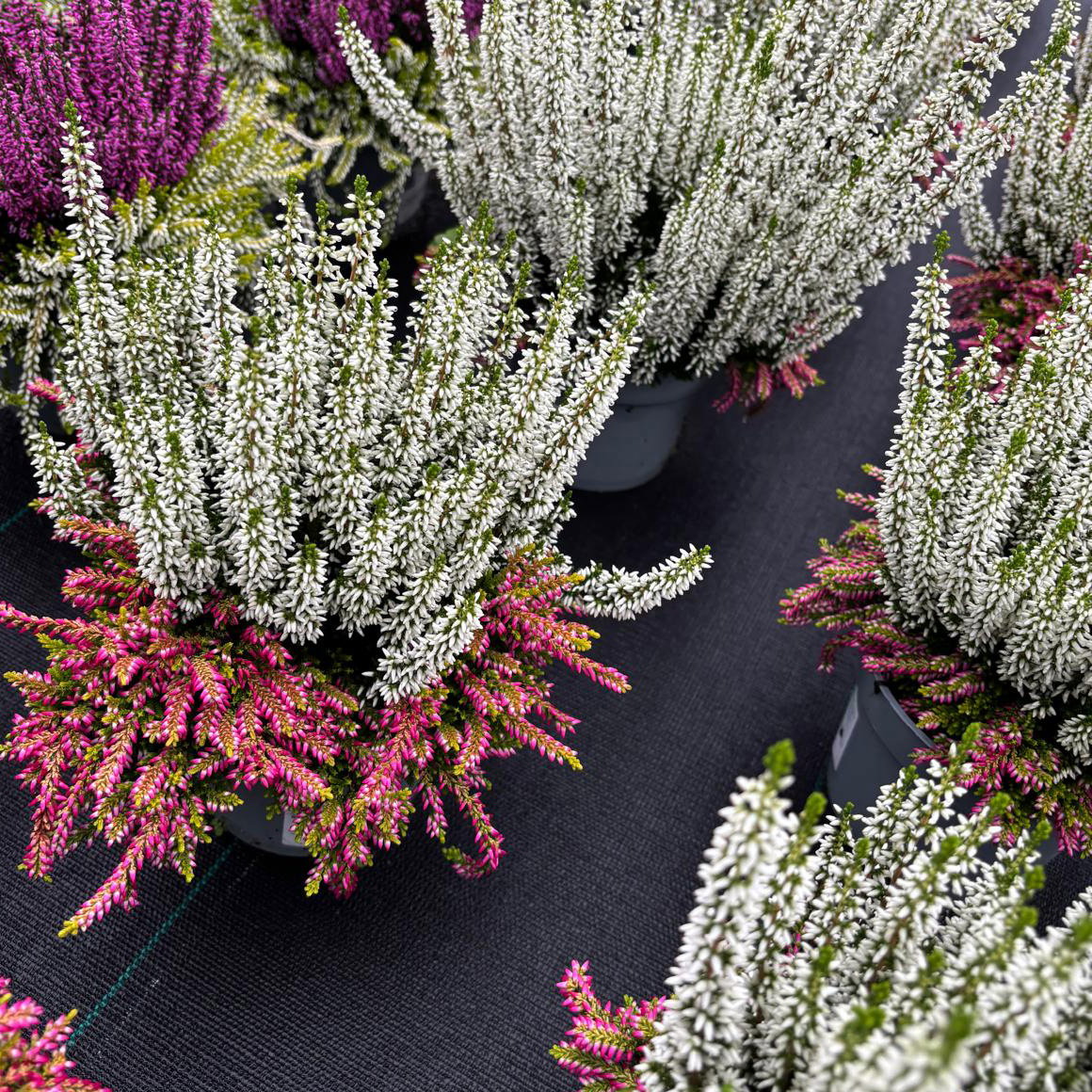 Calluna 'Colour Crown', zweifarbig, weiß-rosa, Topf-Ø 13 cm, 3 Pflanzen Calluna 'Colour Crown', zweifarbig, weiß-rosa, Topf-Ø 13 cm, 3 Pflanzen