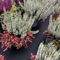 Calluna 'Colour Crown', zweifarbig, weiß-rosa, Topf-Ø 13 cm, 3 Pflanzen Calluna 'Colour Crown', zweifarbig, weiß-rosa, Topf-Ø 13 cm, 3 Pflanzen