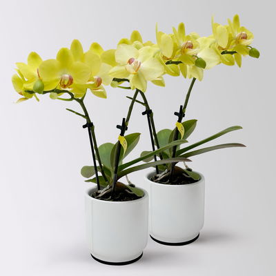 Mini-Phalaenopsis mit Keramiktopf, gelb, Topf-Ø 7 cm, 2 Pflanzen Mini-Phalaenopsis mit Keramiktopf, gelb, Topf-Ø 7 cm, 2 Pflanzen