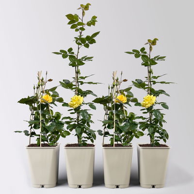 Beetrose 'Westart®' gelb, Topf 5 Liter, 4 Pflanzen