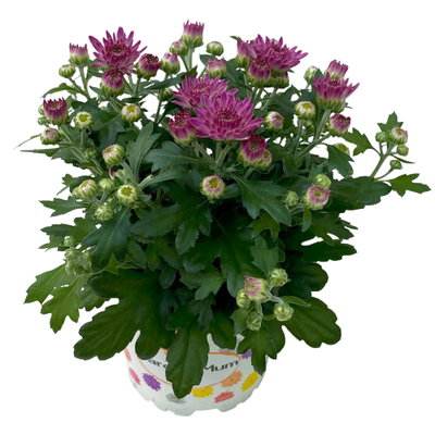 Chrysanthemen, lila, Topf-Ø 10,5 cm, 8 Pflanzen