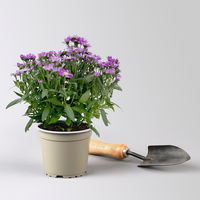 Aster novi-belgii Farben zufällig, Topf-Ø 12 cm, 6er-Set