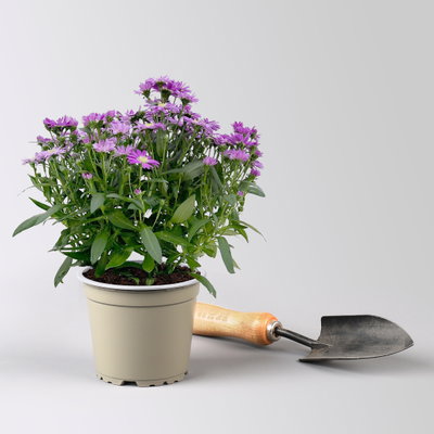 Aster novi-belgii Farben zufällig, Topf-Ø 12 cm, 6er-Set Aster novi-belgii Farben zufällig, Topf-Ø 12 cm, 6er-Set
