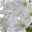 Hyazinthe weiß, vorgetrieben, Pflanzschalen-Ø 23 cm