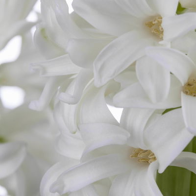 Hyazinthe, weiß, vorgetrieben, Topf-Ø 23 cm