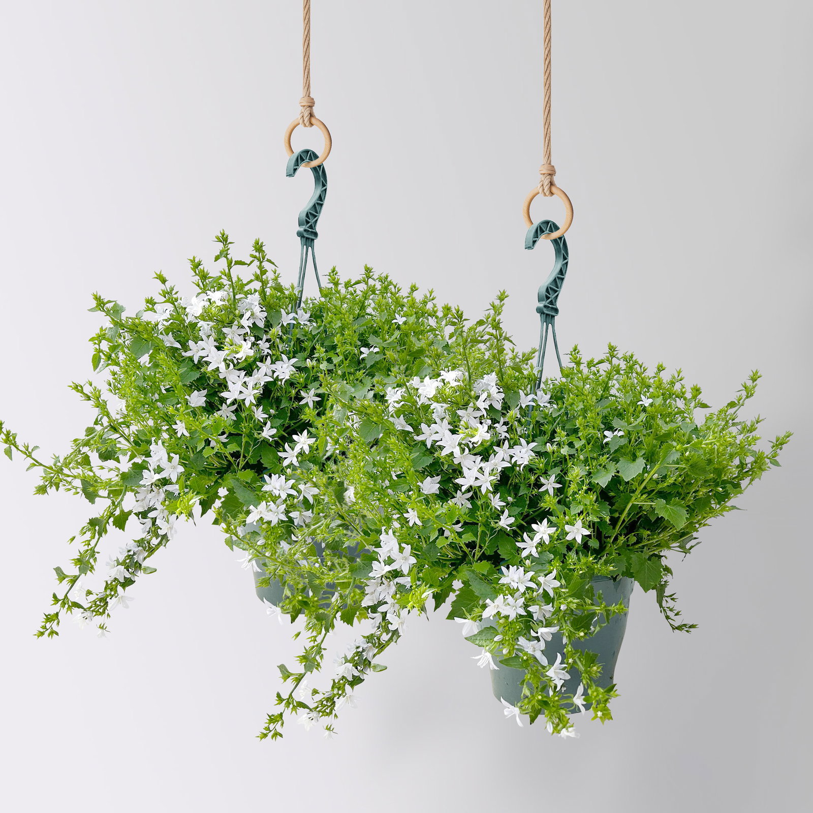 Polster-Glockenblume 'Adansa® White', weiß, Ampeltopf-Ø 19 cm, 2 Pflanzen