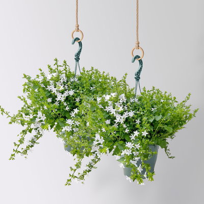 Polster-Glockenblume 'Adansa® White', weiß, Ampeltopf-Ø 19 cm, 2 Pflanzen