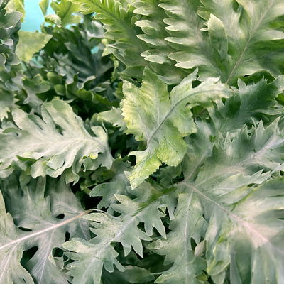 Phlebodium aureum 'Davana', in Ampeltopf-Ø 20 cm