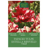 Papageitulpen Estella Rijnveld rot/weiß, 7 Blumenzwiebeln