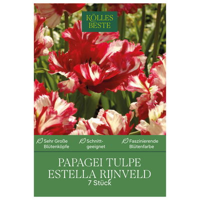 Papageitulpen Estella Rijnveld rot/weiß, 7 Blumenzwiebeln Papageitulpen Estella Rijnveld rot/weiß, 7 Blumenzwiebeln