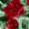 Kölle's Beste Stockrose 'Spring Celebrities Crimson' dunkelrot, 3 Liter Topf