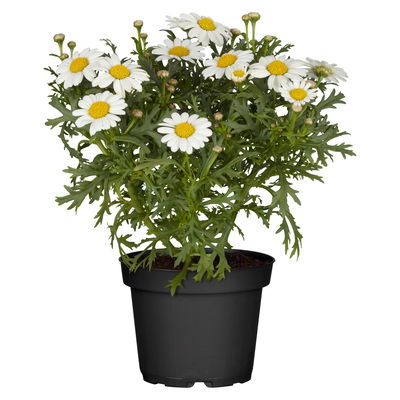 Margerite, weiß, Topf-Ø 12 cm, 6 Pflanzen